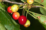 Fire cherry